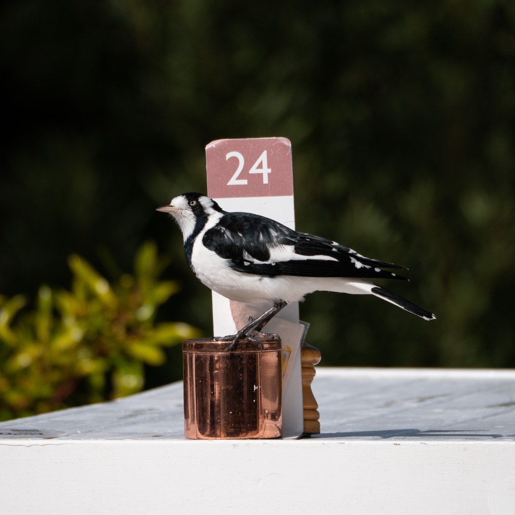 A magpie lark sits on a cafe table.