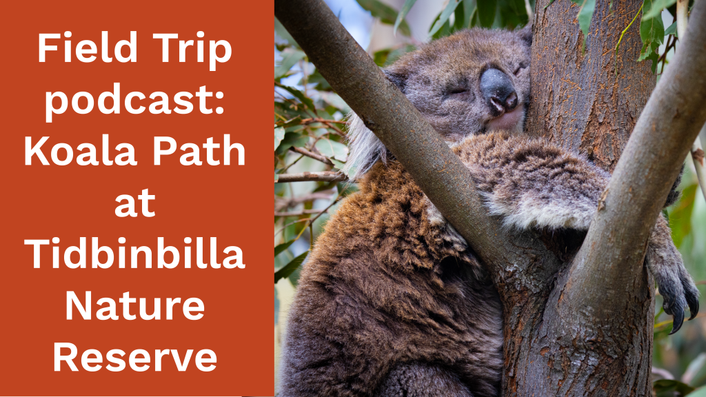 Field Trip podcast: Koala Path at Tidbinbilla Nature&nbsp;Reserve